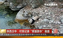 陕西一村民偶然拍到“熊猫醉水”珍贵画面