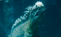 “水中哥斯拉”现身太平洋 体型巨大泳姿似人