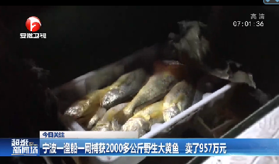渔船捕获2000多公斤野生大黄鱼 卖了957万元