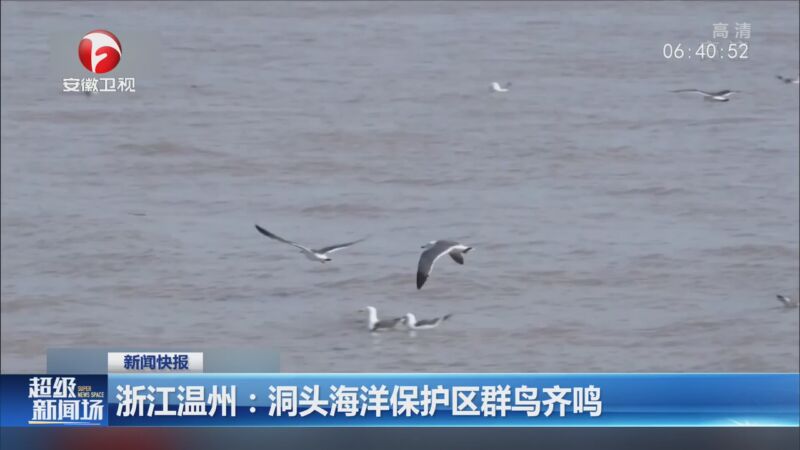 温州：洞头海洋保护区群鸟齐鸣