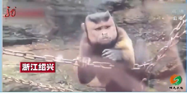 动物园“国字脸”猴子走红 长相搞笑可爱