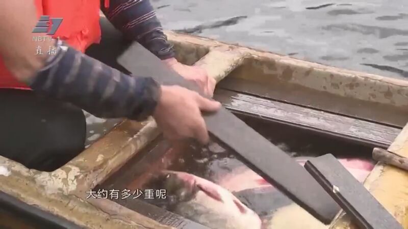 浙江省八大流域结束禁渔期 姚江“开渔”第一网渔获上岸
