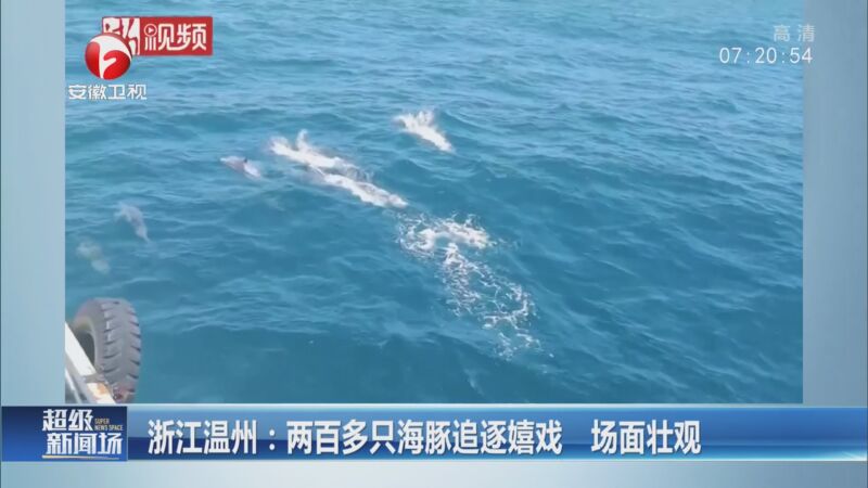 温州：两百多只海豚追逐嬉戏 场面壮观