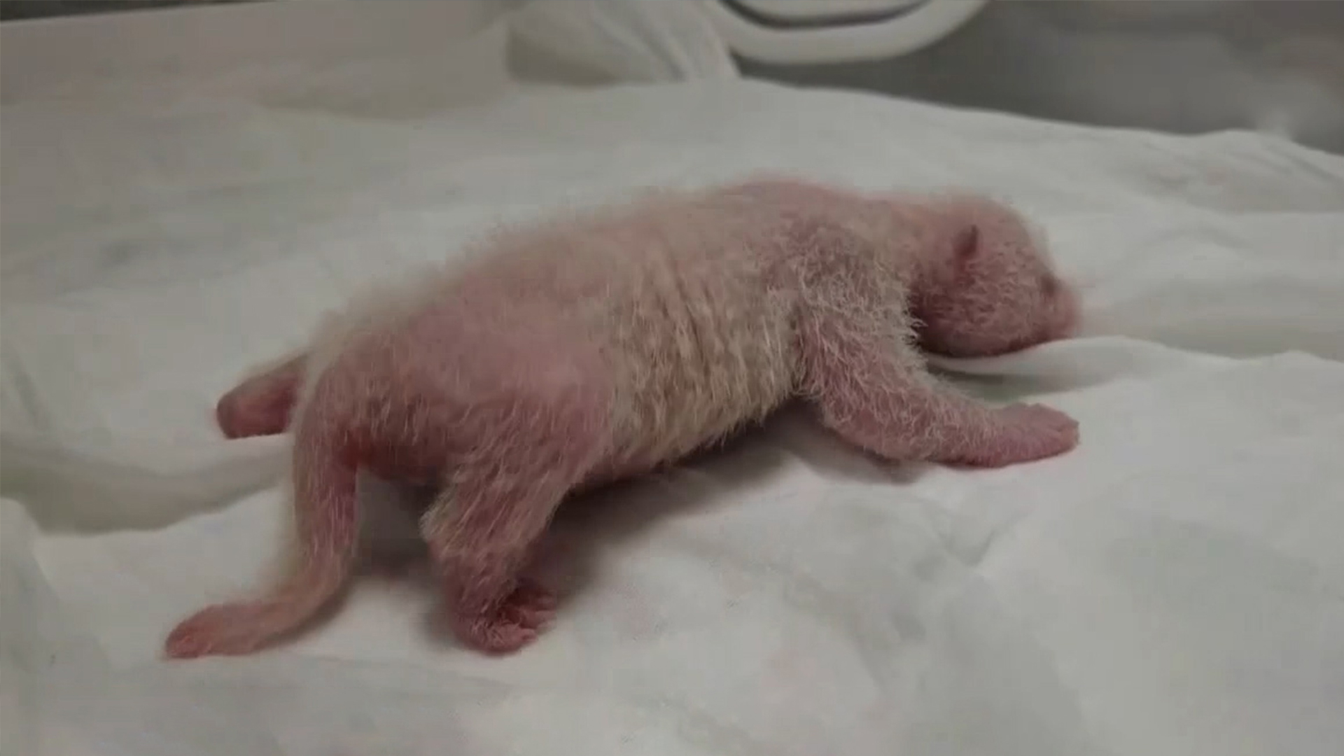 世界最重圈养大熊猫宝宝诞生