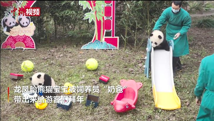 求取名！重庆半岁大熊猫宝宝向市民拜年