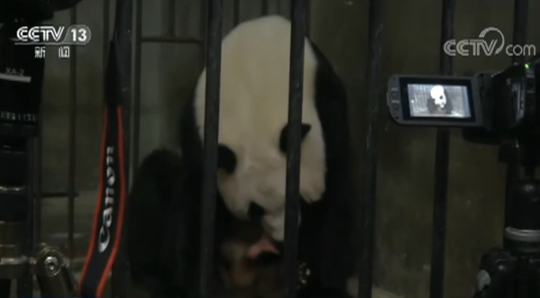 陕西西安两只大熊猫相继诞下“仨闺女”
