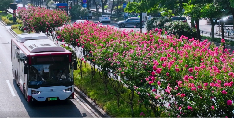 温州鹿城：千树万树紫薇开
