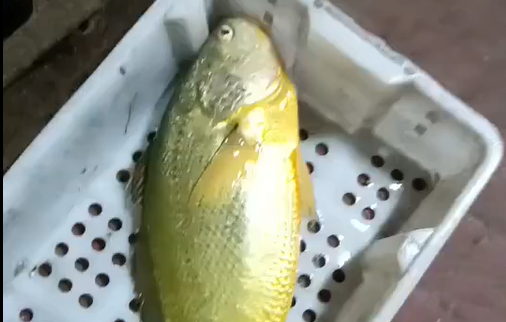 这条鱼，卖了68800元！