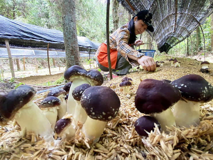 林下経済の赤松茸は「キノコ」力を見せている！農業を助けて新しい道を増やす
