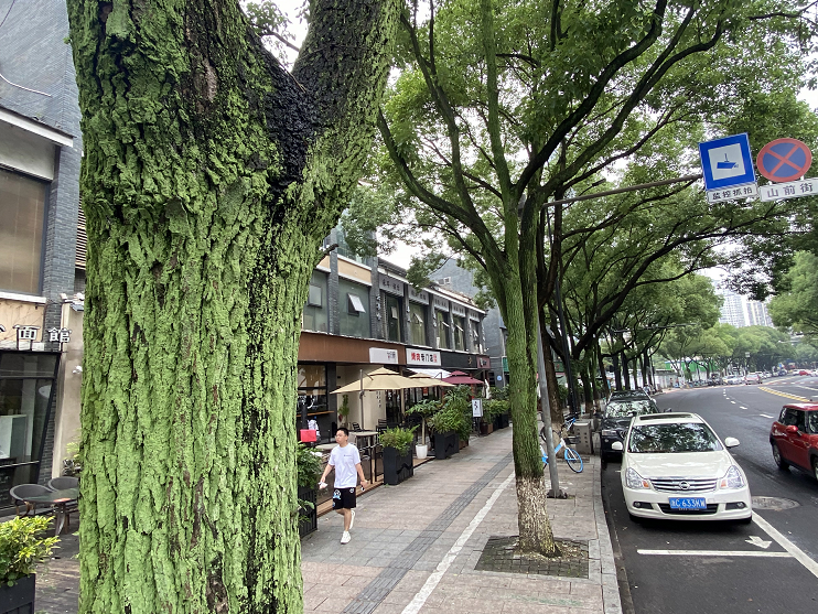 城市树干上披上了一件“绿衣裳”