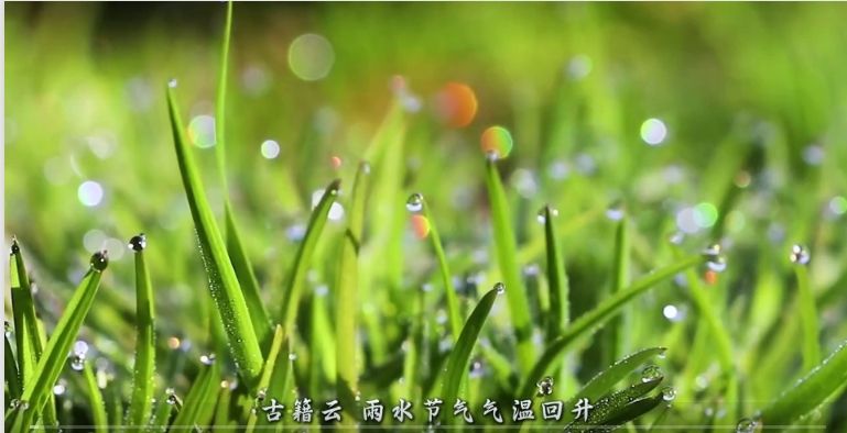 雨水：春雨初霁，万物新绿