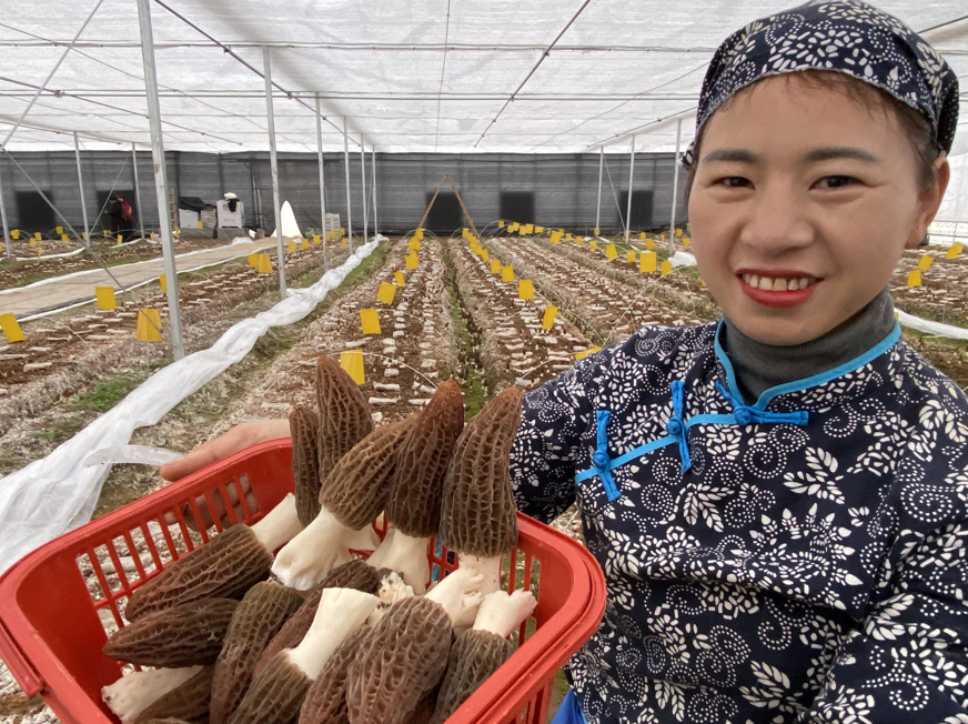 文成大山里新产业推动共富路：羊肚菌飘香“钱”景好