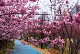 温州春日限定！桃花岛早樱已开，烂漫正当时