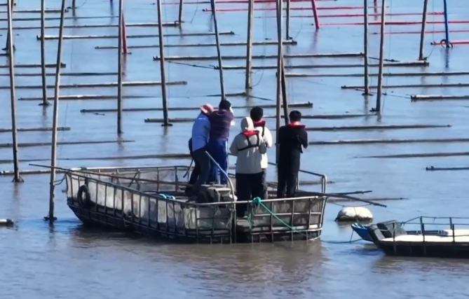 温州洞头紫菜迎来分苗“黄金期” 年度“水头”即将上新