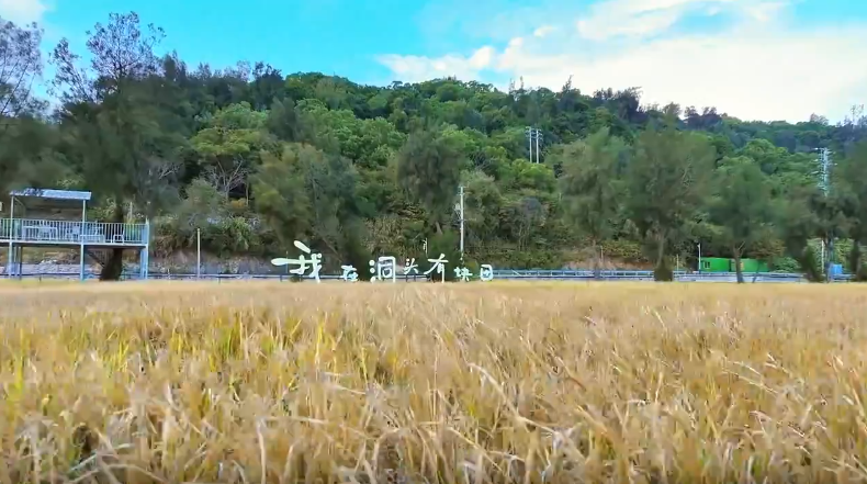秋风吹稻香 拾趣在乡野