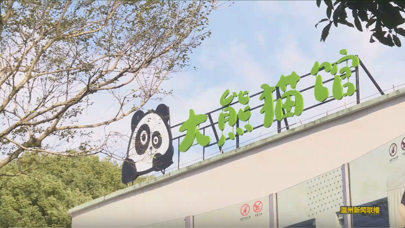 温州动物园大熊猫双胞胎开启外场活动