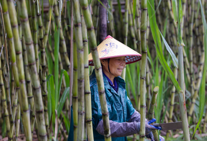 陶山甘蔗迎来丰收季!