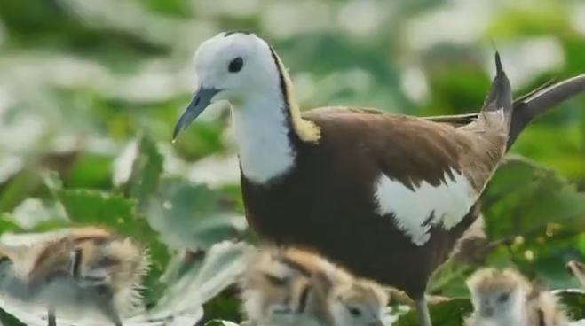欢迎来到温州园博会分会场:三垟湿地
