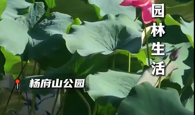 园在城中|温州园林里的生活气息