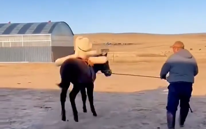 牧民驯马出奇招 用玩偶熊替代人有奇效