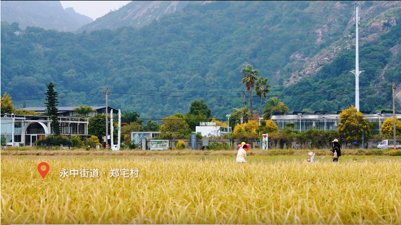 醉美龍灣秋!稻田繪就金色詩意畫卷