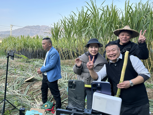 网红主播用瑞安鼓词为蔗农拓销路