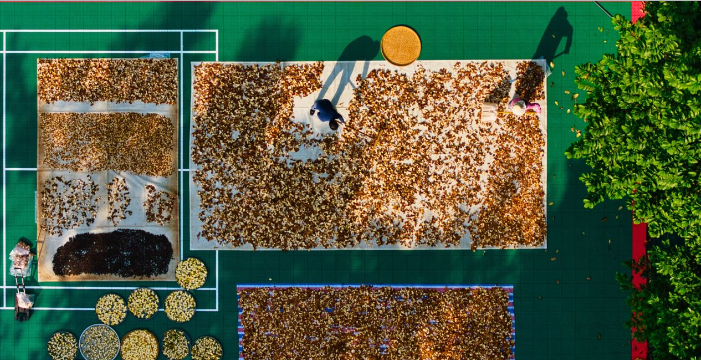 瓯柑陈皮晒制忙