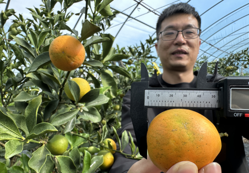 “柑橘中的迈巴赫”的脆蜜金柑在乐清试种成功且上市