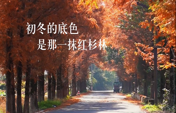 宛如油画!泰顺红杉林,迎来最佳观赏期