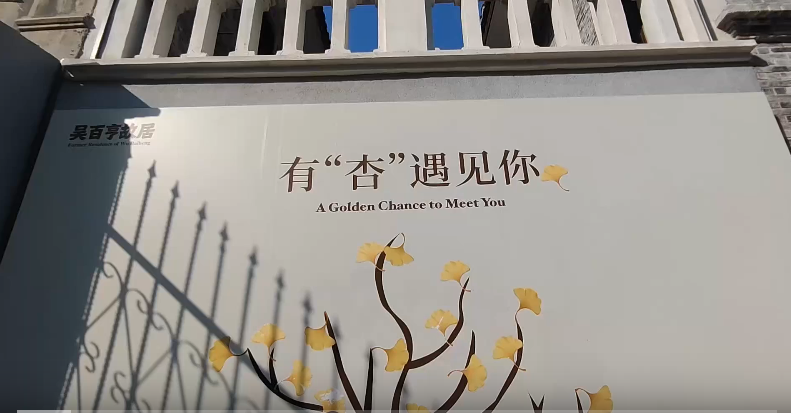 吳百亨故居的百年銀杏樹,終于“黃”了!