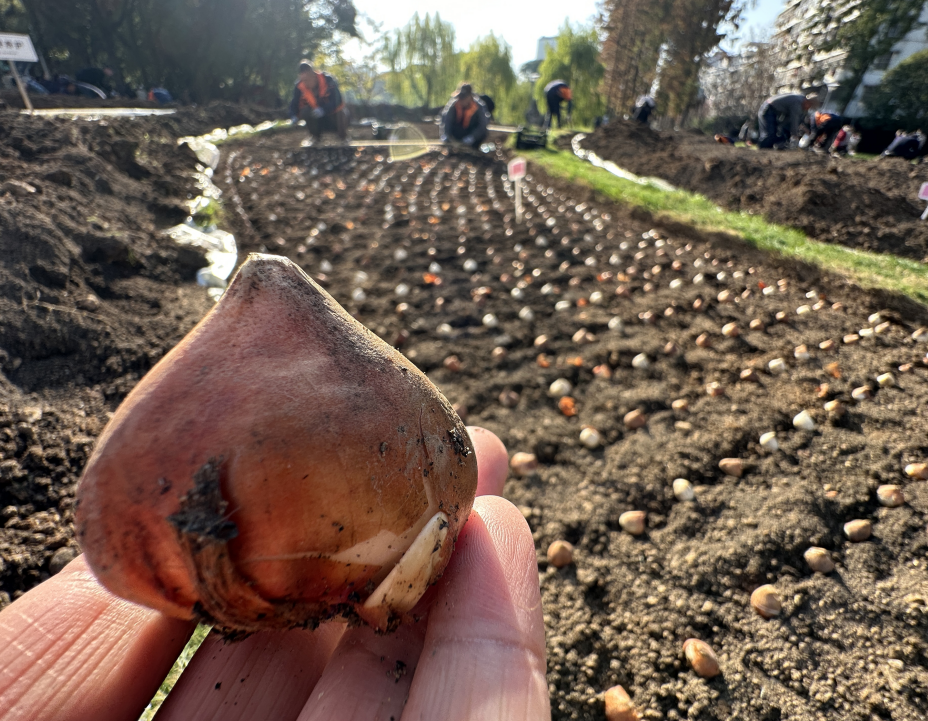 ��������԰������ֲ����