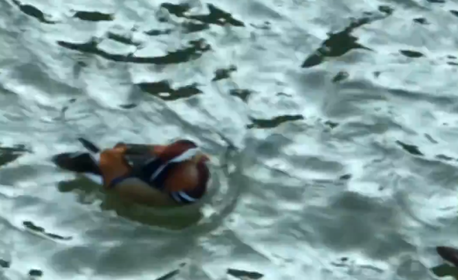 桐溪再迎“远方客” 冬日鸳鸯戏水迎新春