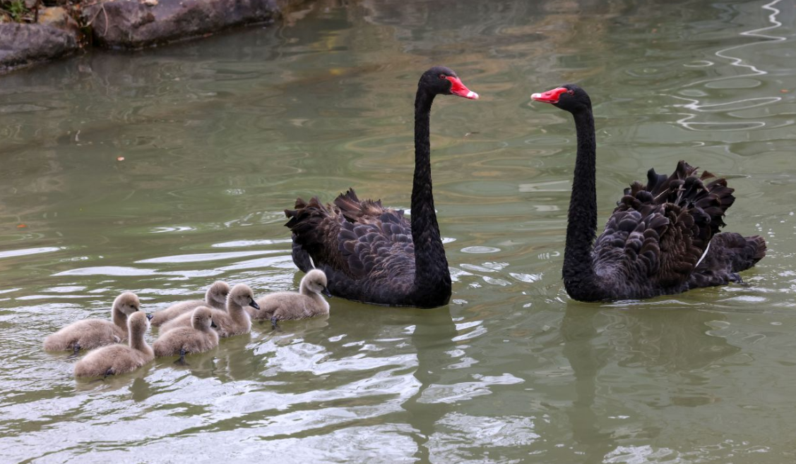 �ɽ��԰������������18ֻС�ȱ�