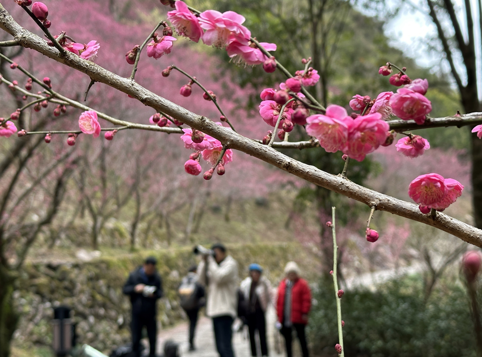 2026���Ϫ�����Ľ�÷������Ļ