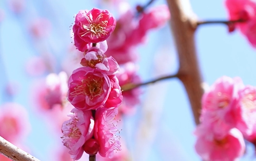 ���ǻ���԰ ֦ǰ�Ű���ح԰���ả�ϻ�԰�ֻ᳡