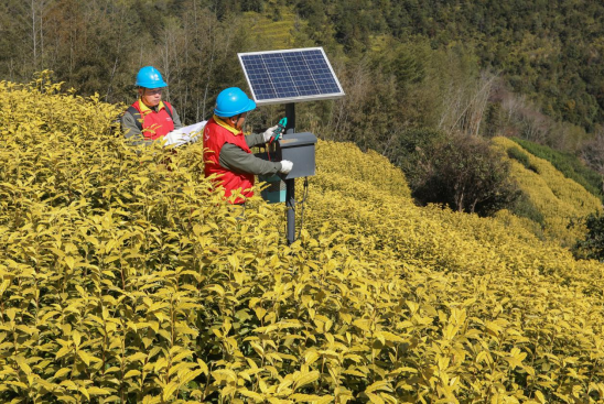 ������԰������ ��Ҷ����̩�ϻ�