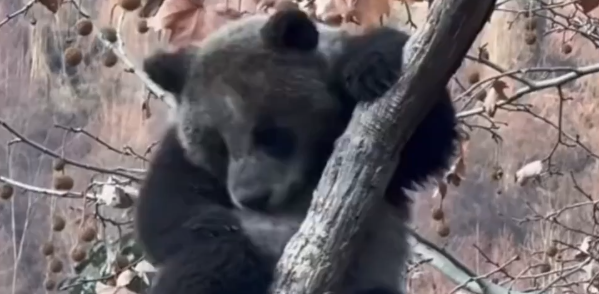 ȫ����ڴ���è�����ˣ����ѣ�������úȥ����