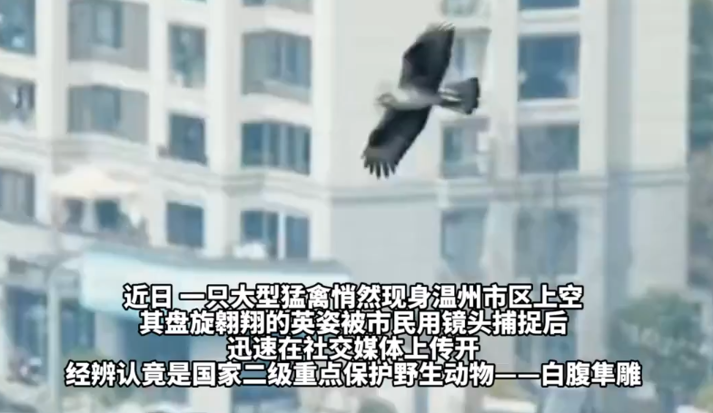 ���ݳ����ְ׸����񡰿���Ѳ�ӡ���