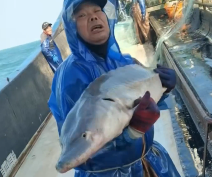 ����������һ���л��࣬�峤Լ1.5����43��漴�������