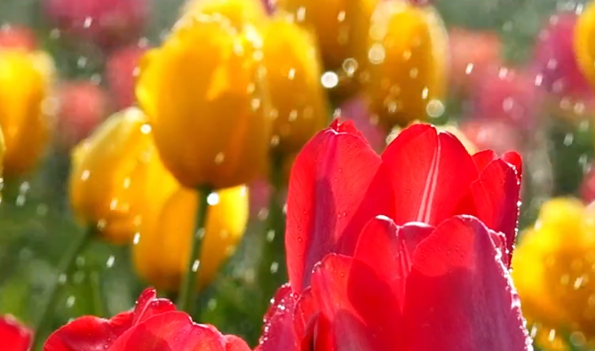 来温州见到了油画里的春和景明