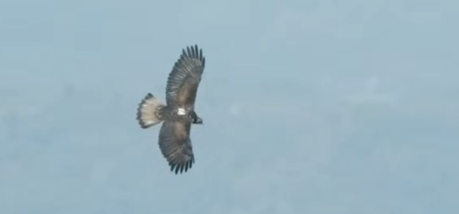 温州城区现白腹隼雕“空中巡视”!