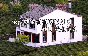 园在城中|乐清铁定溜溜樱花茶园
