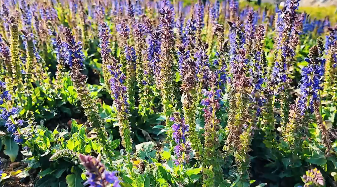 Ԥ����԰��԰ | ����԰ǩ�ղ���Ļ�Ĵ���