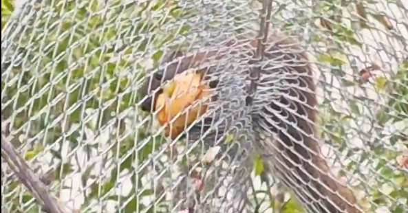 温州这所小学的松鼠乐园太赞了