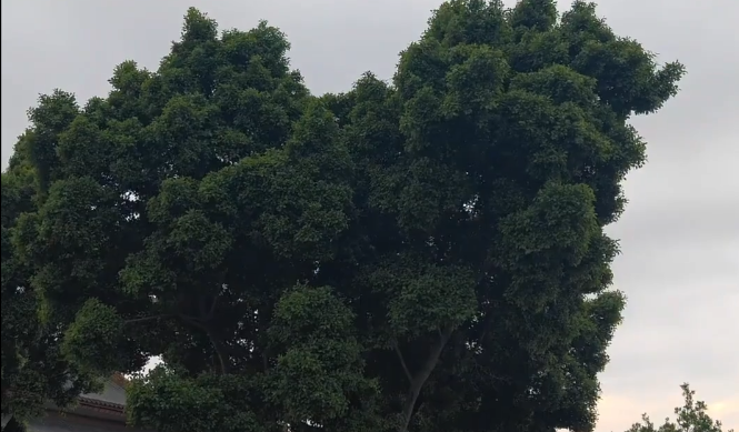 ���ѽ����޼�������������������һ������Ȱ��