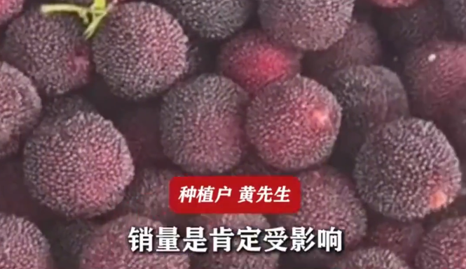 温州杨梅种植户贴身份证担保,当事人:承诺绝不泡药水,违规必报