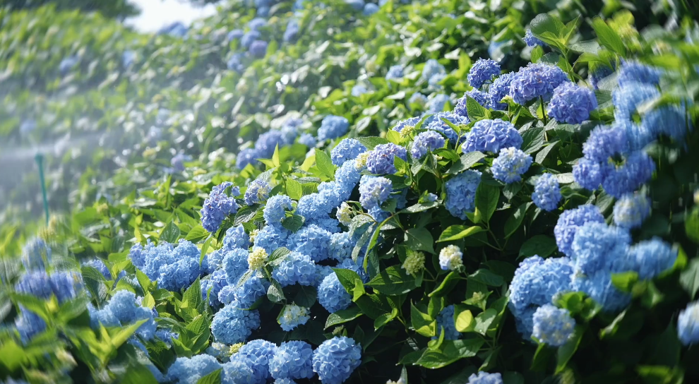 快来绣球花海打卡吧~花开成海,夏日可爱!