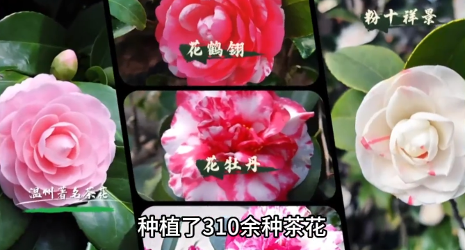 �߽�������|���������vsֲ������è ˭���ǲ軨԰�����ƣ�