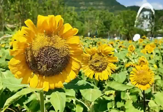 ���տ�������������԰��԰��԰