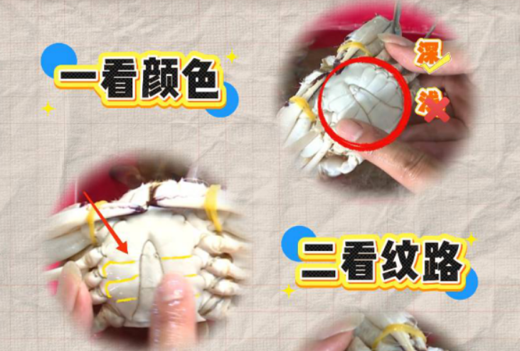 东海梭子蟹尝鲜季 三招教你如何挑选肥美好蟹